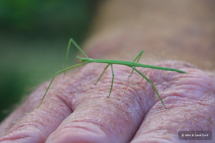 IMG_7030_Stick_Insect.JPG